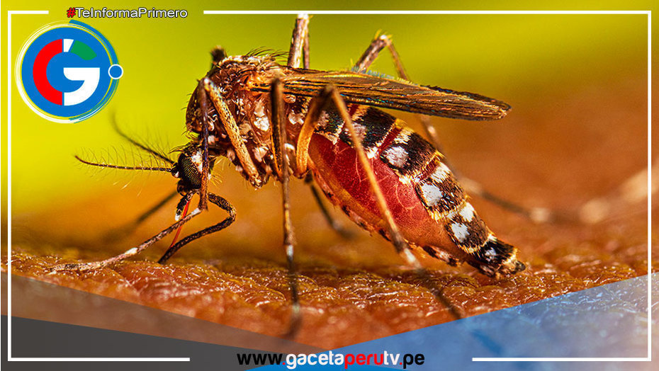 Conozca como se trasmite el Dengue