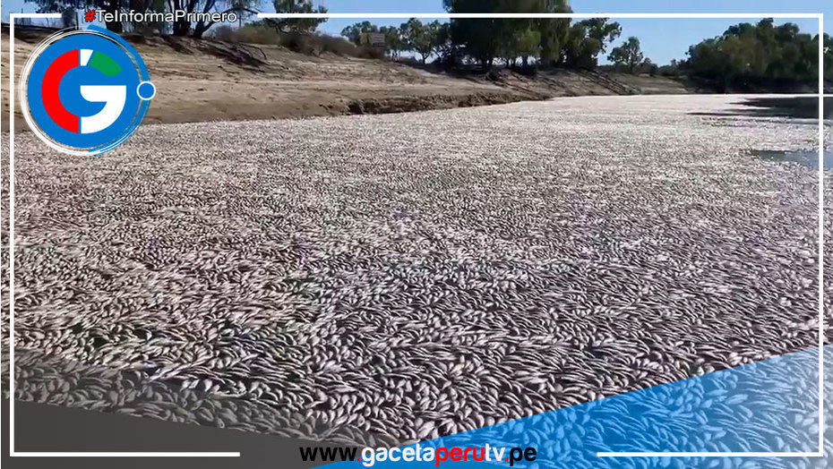 Río australiano bloqueado por millones de peces muertos