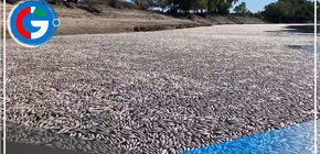 Río australiano bloqueado por millones de peces muertos