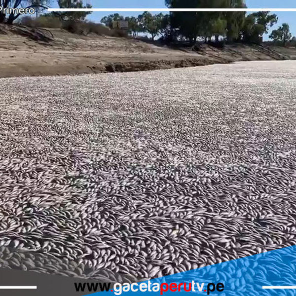 Río australiano bloqueado por millones de peces muertos