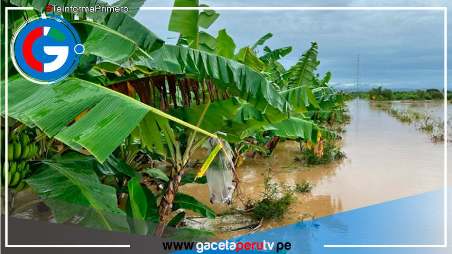 Se inundan 495 hectáreas agrícolas y hay 486 agricultores afectados por desborde de Río Tumbes
