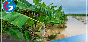 Se inundan 495 hectáreas agrícolas y hay 486 agricultores afectados por desborde de Río Tumbes