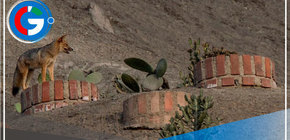 La Molina busca establecer corredor ecológico para animales silvestres