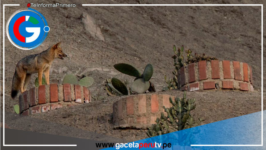 La Molina busca establecer corredor ecológico para animales silvestres
