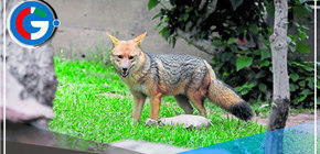 La vida de Run Run viviendo un año en Cajamarca