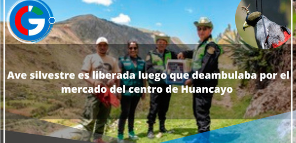 Ave silvestre es liberada luego que deambulaba por el mercado del centro de Huancayo 