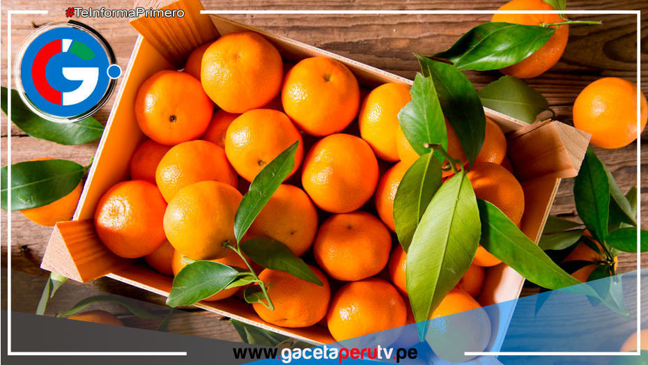 Midagri y la futura exportación de cítricos peruanos para Chile, Nueva Zelanda y Asia