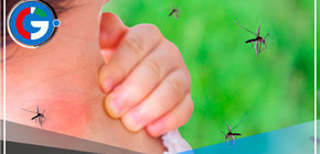 Combate contra el dengue