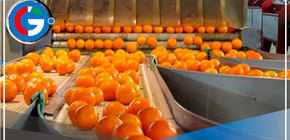 Cítricos peruanos buscan la expansión por varios países del mundo