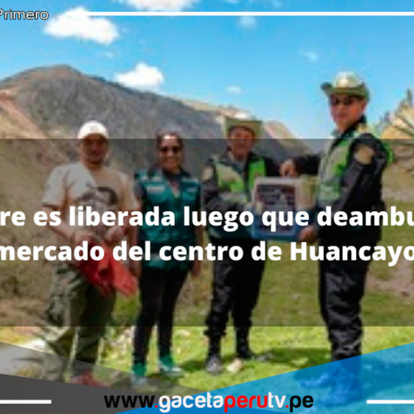 Ave silvestre es liberada luego que deambulaba por el mercado del centro de Huancayo 