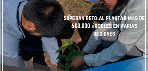 Superan reto al plantar más de 600,000 árboles en varias regiones