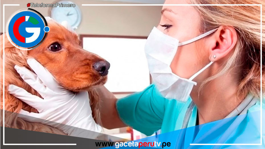 Dia Mundial del Veterinario y su labor importante para la salud publica