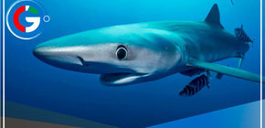 Tiburones azules en playas de Lima y norte del Perú