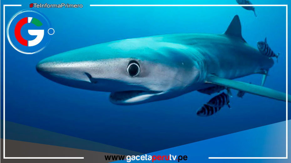 Tiburones azules en playas de Lima y norte del Perú