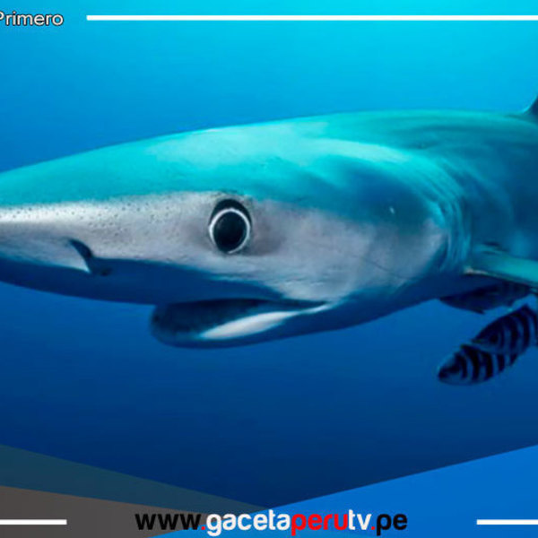 Tiburones azules en playas de Lima y norte del Perú