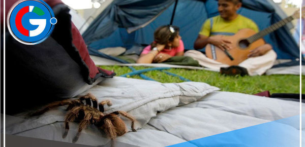 Aprenda como cómo evitar accidentes por mordeduras de arañas y murciélagos en campamentos