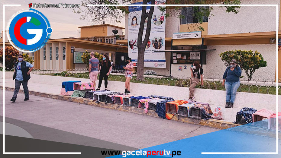 Denuncian a MINSA sobre el olvido de las mascotas abandonadas y la ley 4 patas