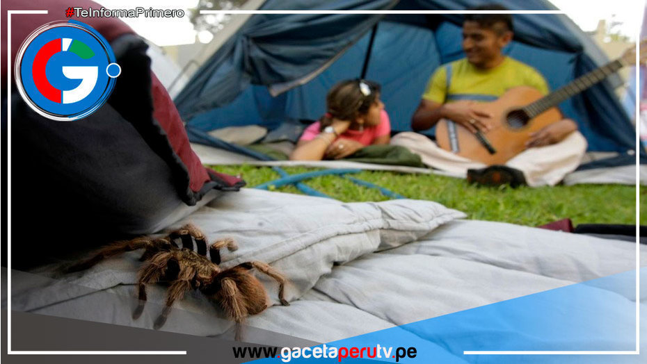 Aprenda como cómo evitar accidentes por mordeduras de arañas y murciélagos en campamentos