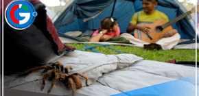 Aprenda como cómo evitar accidentes por mordeduras de arañas y murciélagos en campamentos