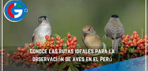 Conoce las rutas ideales para la observación de aves en el Perú