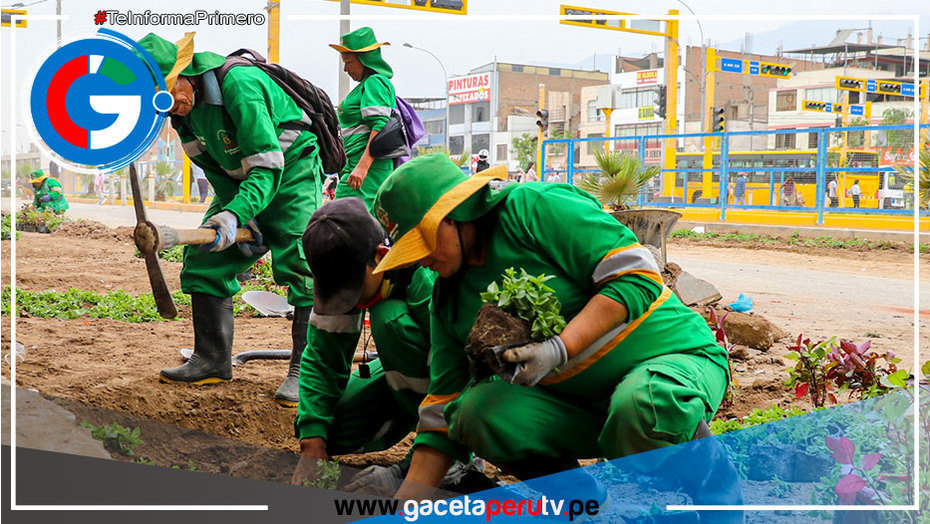 Comas: Siembran plantones en la vía recuperada en Urb. San Felipe en la Av. Universitaria