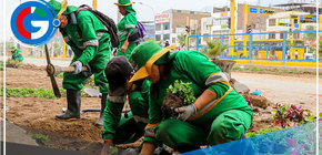 Comas: Siembran plantones en la vía recuperada en Urb. San Felipe en la Av. Universitaria