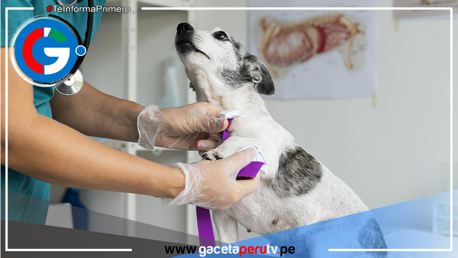 Inauguran veterinaria solidaria en Comas con tarifa social