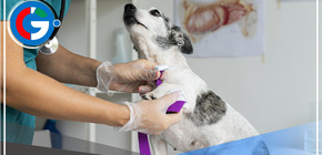 Inauguran veterinaria solidaria en Comas con tarifa social