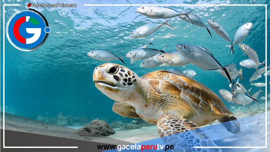 Rescatan 4 tortugas marinas que eran exhibidas sin autorización en establecimiento odontológico en Puno