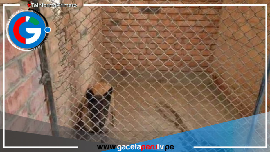Hombre es condenado a prisión por dejar morir a 4 perros en Arequipa