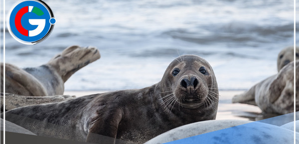 Vecinos de Barranco reportaron la presencia de tres lobos de mar varados en estacionamientos de la Costa Verde