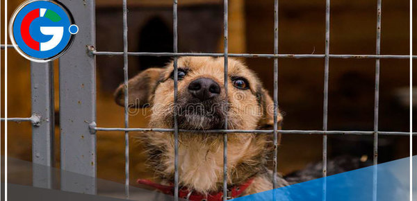 Arequipa: Condenan a hombre por dejar morir a 4 perros en cautiverio