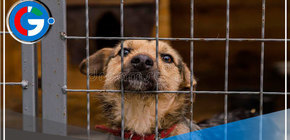 Arequipa: Condenan a hombre por dejar morir a 4 perros en cautiverio