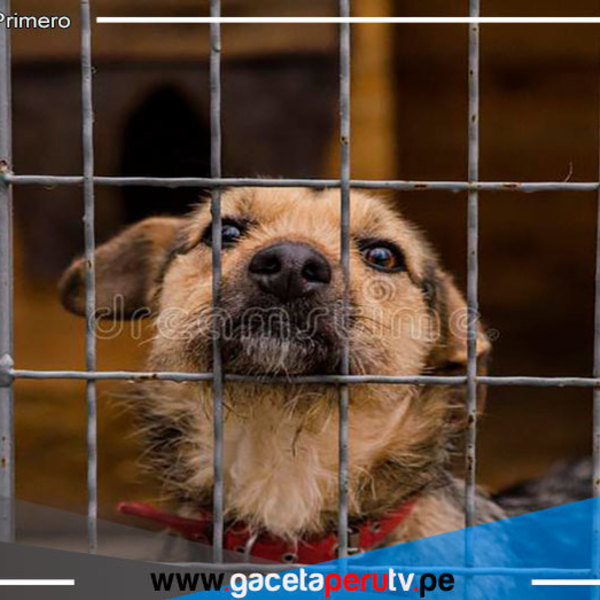 Arequipa: Condenan a hombre por dejar morir a 4 perros en cautiverio
