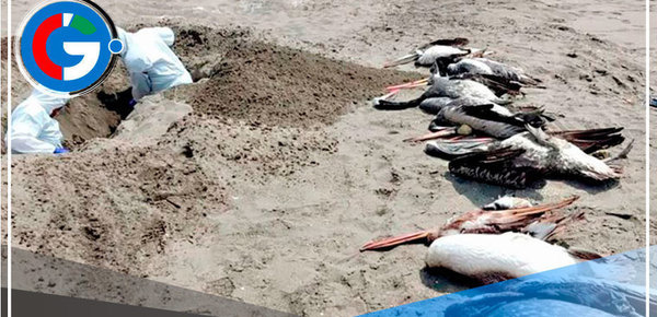 Entierran más de 400 aves silvestres en playas de Casma en Áncash