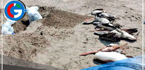 Entierran más de 400 aves silvestres en playas de Casma en Áncash