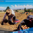 Bolivia: Principal destino de exportaciones de papas peruanas