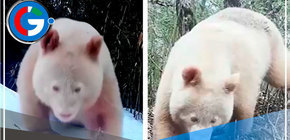 Imágenes del único oso panda albino del mundo 