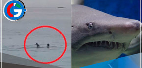 Egipto: Tiburón y el escalofriante momento que devora a joven ruso