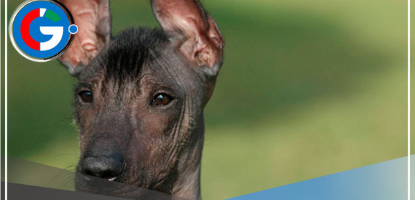 Hoy 12 de junio celebramos el Día del Perro Peruano sin Pelo