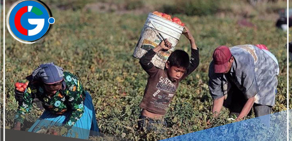 Día Mundial contra el Trabajo Infantil: Conoce 3 maneras de denunciar estos actos en el país