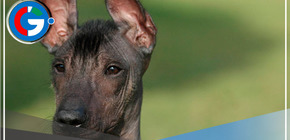 Hoy 12 de junio celebramos el Día del Perro Peruano sin Pelo