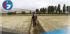 Agricultores advierten que la producción de alimentos en Arequipa se reducirá en un 30% debido a las sequías