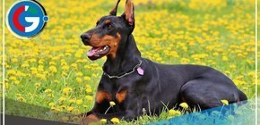 Dueños que paseen perros de raza peligrosa sin bozal en Miraflores pagarán multa de S/1.000