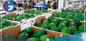 BCRP: Exportaciones agropecuarias crecieron el 7% en el abril 