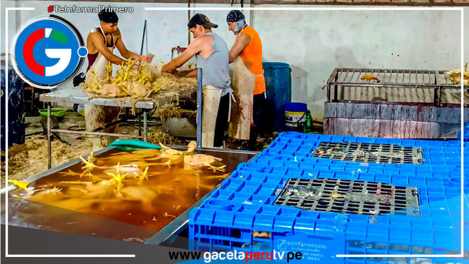 Incautan más de mil pollos insalubres en el distrito de Comas.