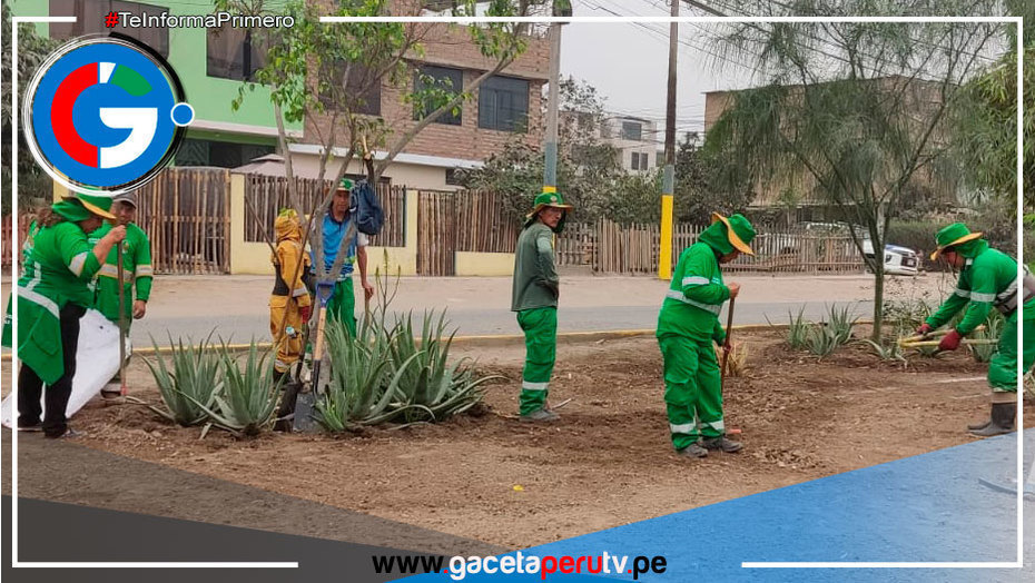 En comas siembran más de 200 plantones de árboles en “Alameda Sangarará”