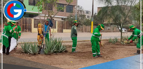 En comas siembran más de 200 plantones de árboles en “Alameda Sangarará”  