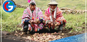 Dia del Campesino: papa con huevo y choclo con queso platillos culinarios