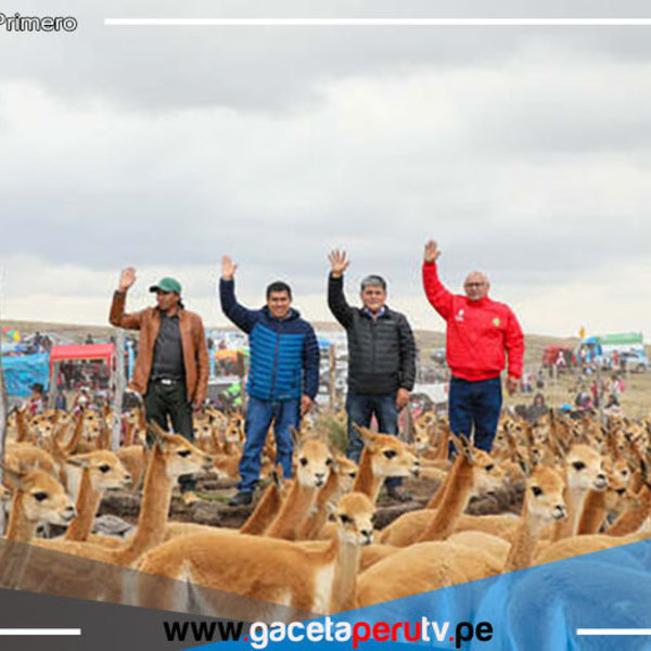 Reserva Nacional Pampa en Ayacucho fue escenario de chaccu de vicuñas 